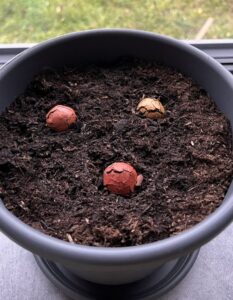 Semínkové bomby nejprve popraskají