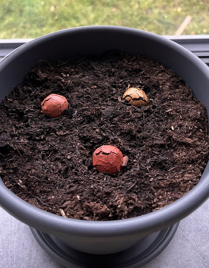 Semínkové bomby nejprve popraskají