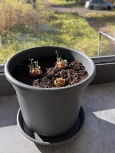 Jak rostou semínkové bomby Blossombs