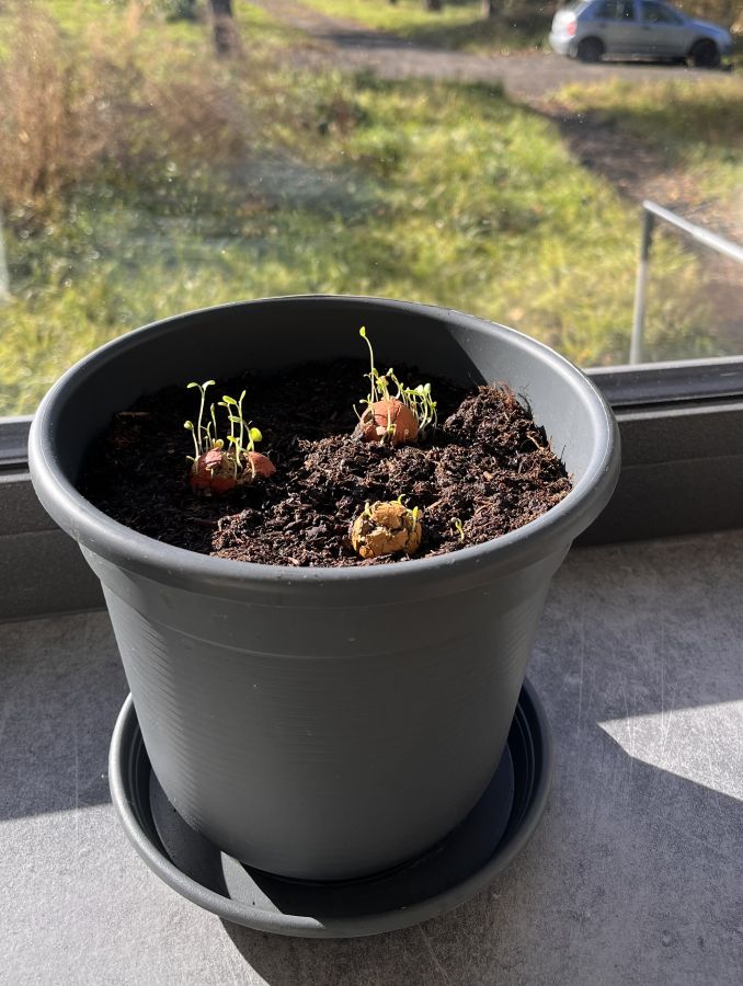 Jak rostou semínkové bomby Blossombs